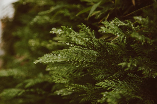 The Ultimate Guide to Propagating Thuja Trees for Beginners
