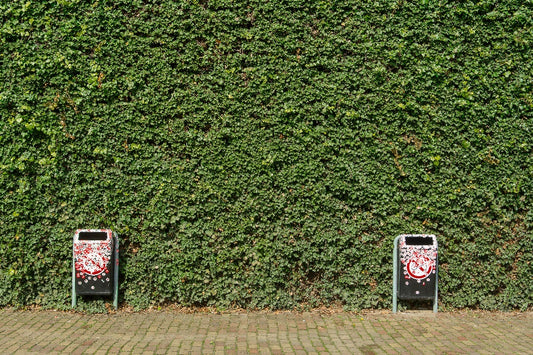 Bringing Nature to the City: Thuja Green Giant in Urban Landscapes