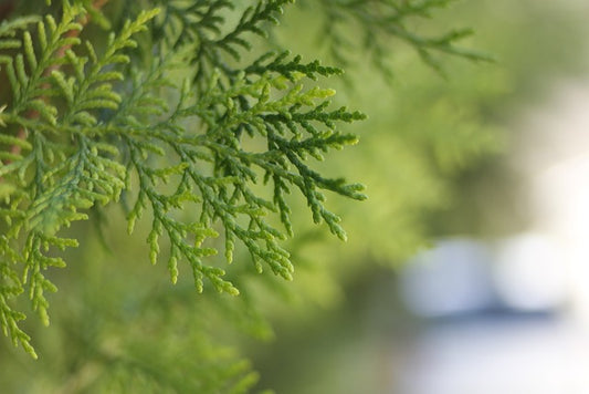 From Seed to Splendor: The Journey of Thuja Tree Growth and How to Nurture Your Green Babies