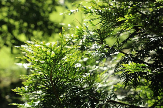 The Green Giants: Unveiling the Majesty of Thuja Giant Trees for Your Landscape