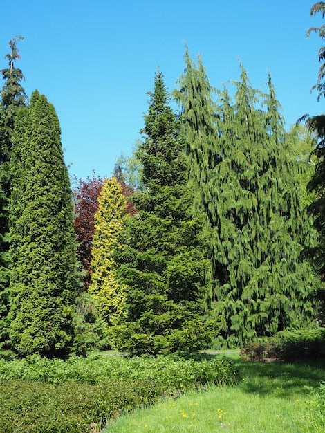 Caring for Thuja Trees: Keep Your Evergreens Vibrant Year-Round