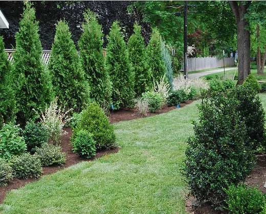 The Journey of a Thuja Tree: From Nursery to Your Garden – Thuja Gardens