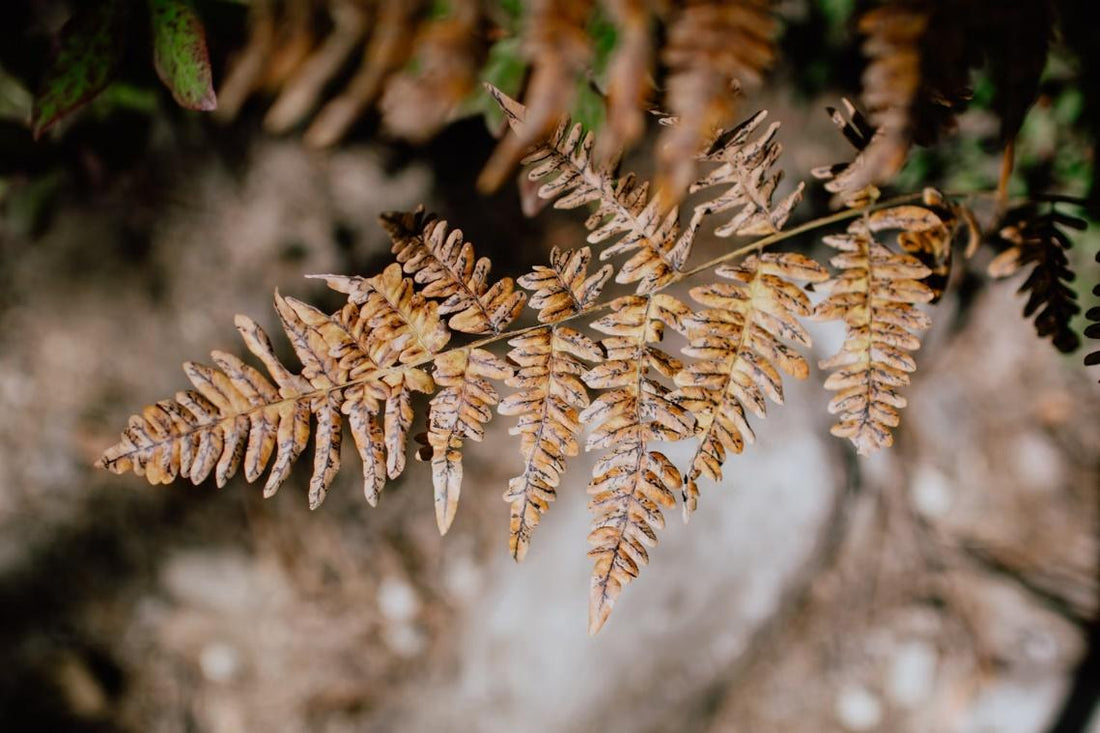 Concerned About Your Thuja Green Giants Turning Brown? Here’s What to Know