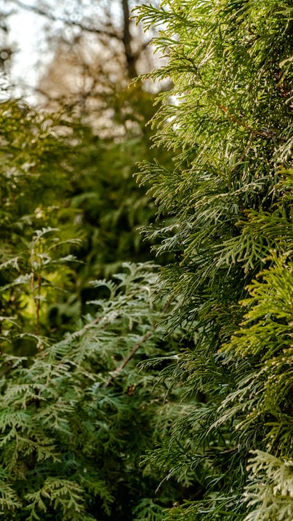 Thuja Transformations: From Hedge to Haven