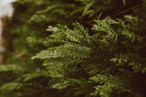 Go Green with Thuja: Sustainable Landscaping for Modern Homes