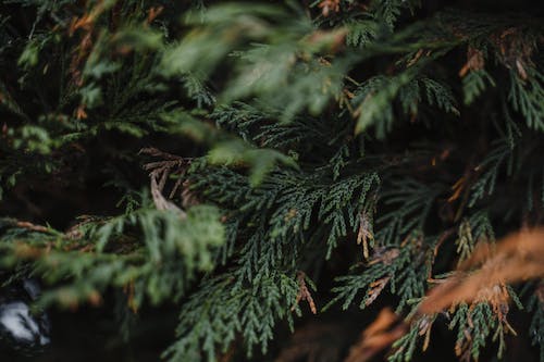 Thriving Through Seasons: How Thuja Can Cans Endures and Flourishes