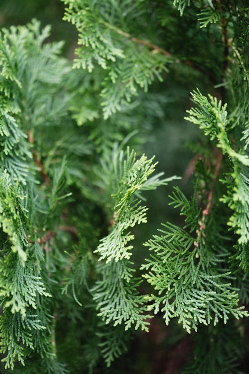 Low Maintenance, High Impact: The American Pillar Arborvitae Advantage