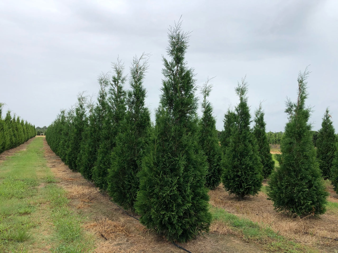 The space saving thuja tree