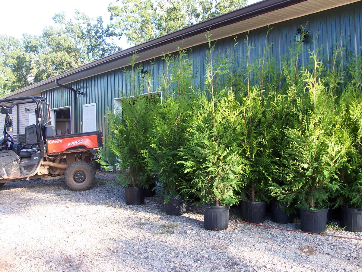 Thuja Green Giant is America's Choie Privacy Tree