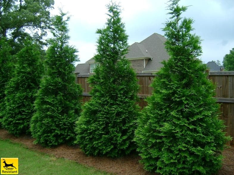 Thuja Green Giant Privacy Tree