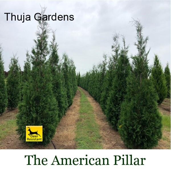 The space-saving thuja privacy tree