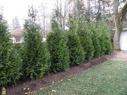 Thuja Can Can