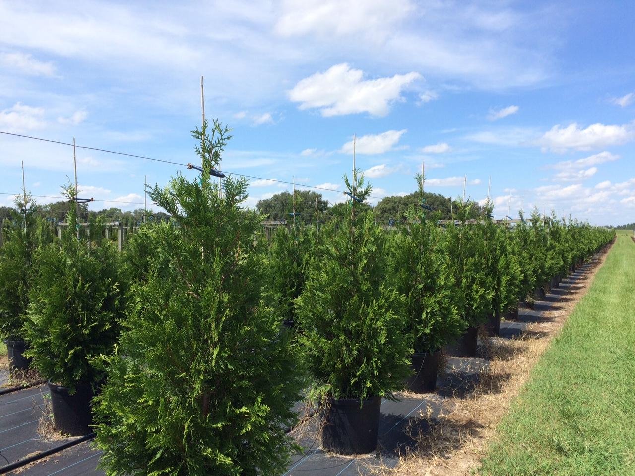 Thuja Green Giant